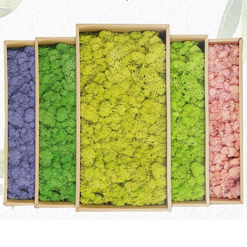 Sphagnum Moss Dry - 20g piante verdi artificiali vita eterna